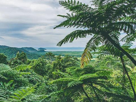 Cape Tribulation, Daintree & Mossman Gorge Premium Rainforest Tour