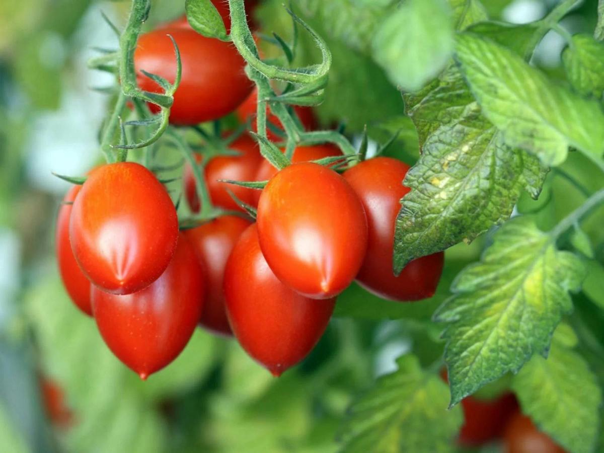 Roma Tomatoes