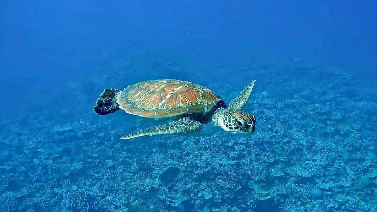 Local Green Turtle