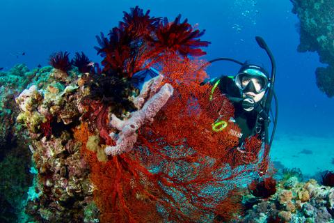 Dive Spear and Sport 1770