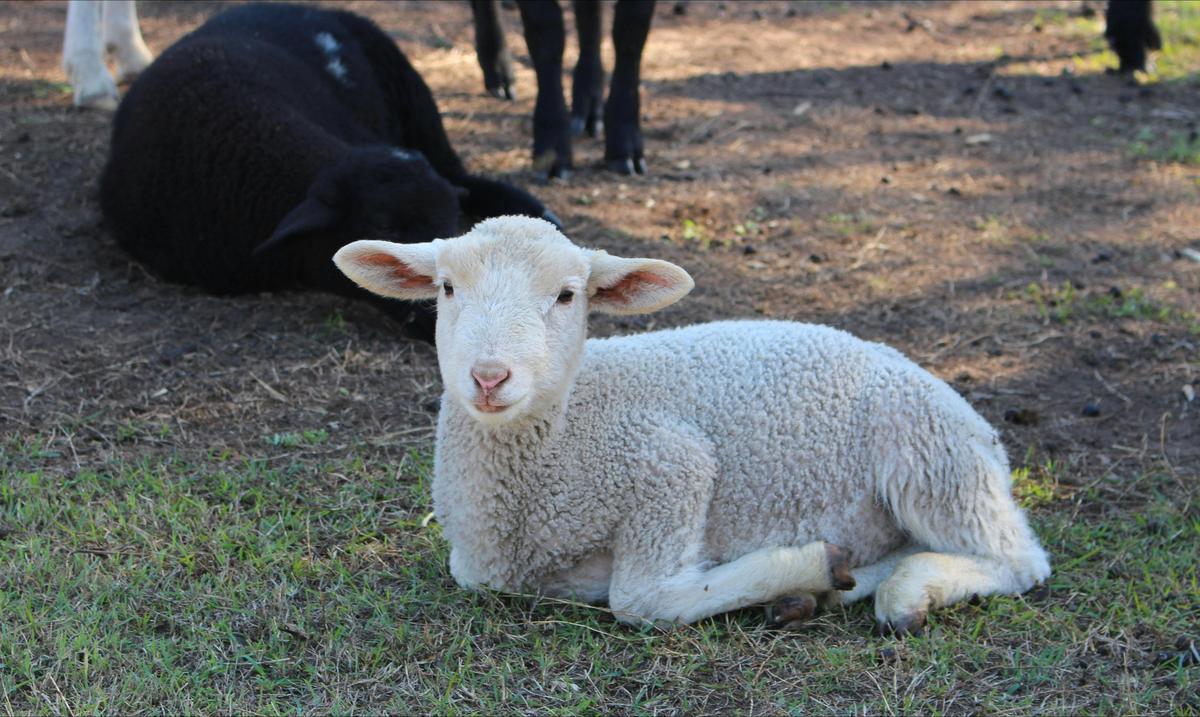 Haigslea EWE-Nique