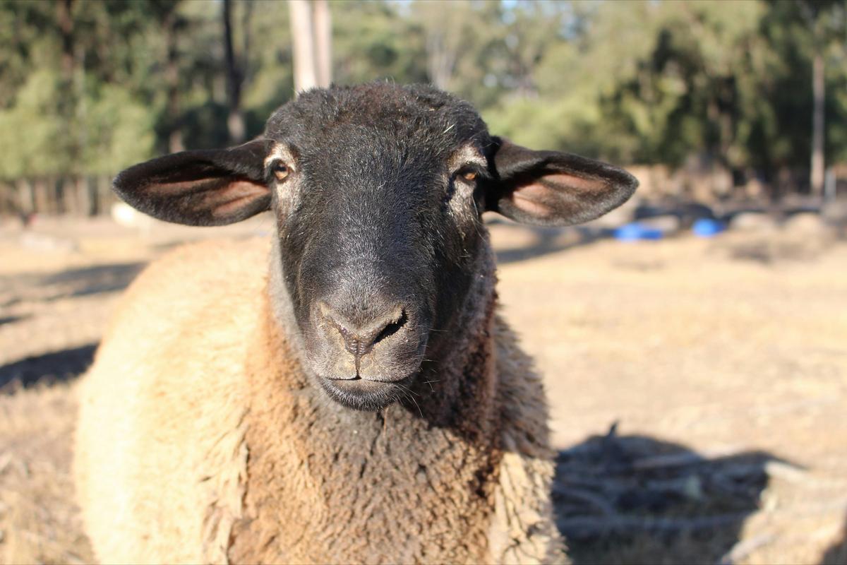 Haigslea EWE-Nique