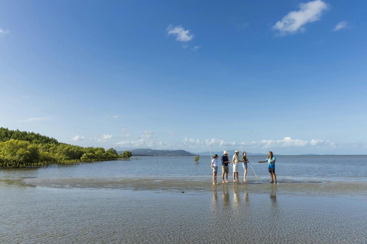 Daintree Dreaming