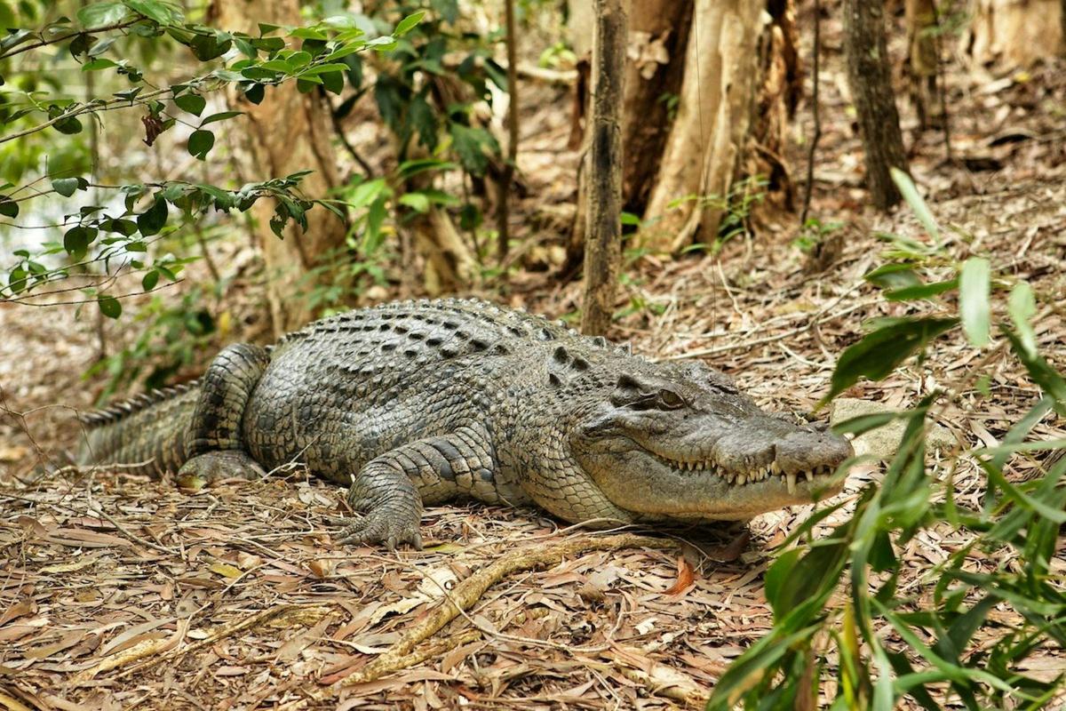 Kuranda Rail, Skyrail and Hartley's Crocodile Adventures
