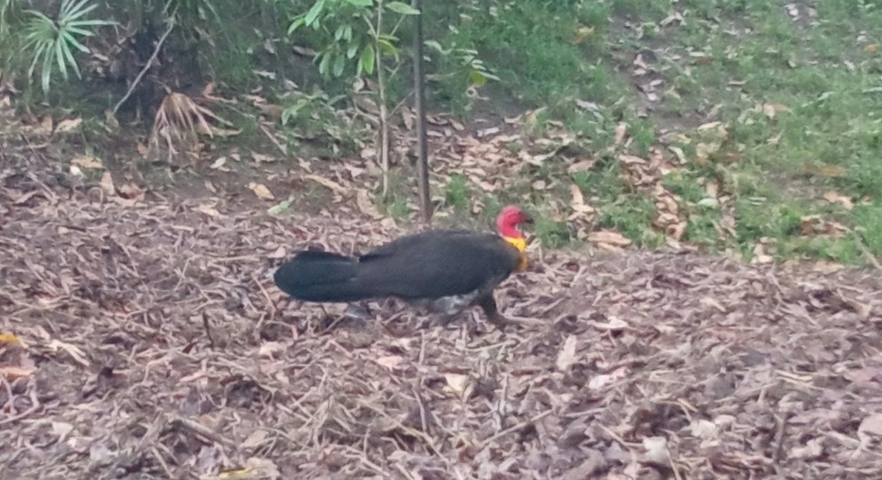 A bush turkey