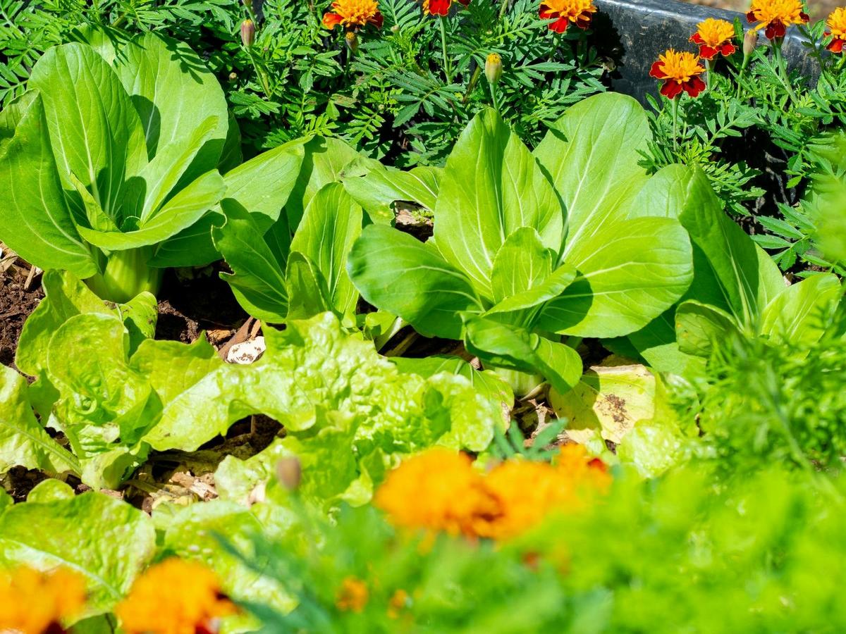 Fresh vegetables growing at the Farm