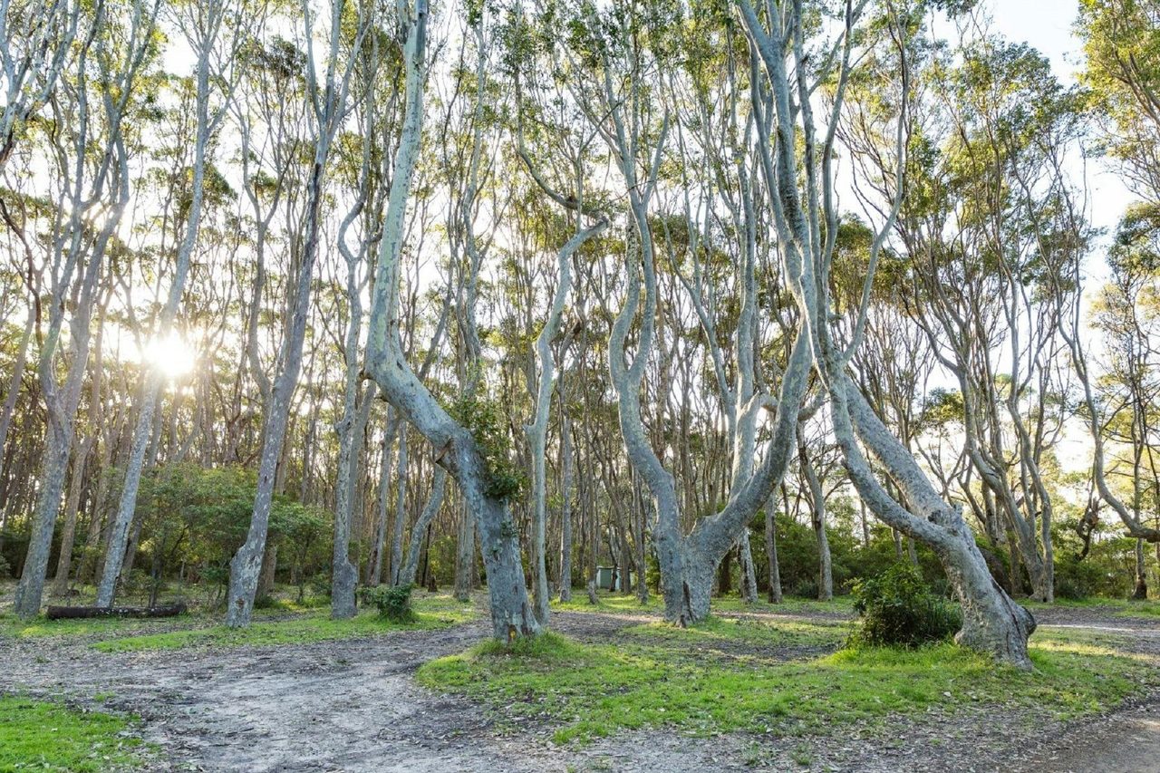 bush
