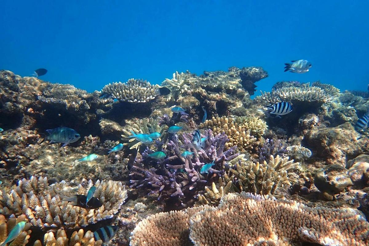 Reef & Island | Outer Great Barrier Reef & Dunk Island | Cairns Day Return
