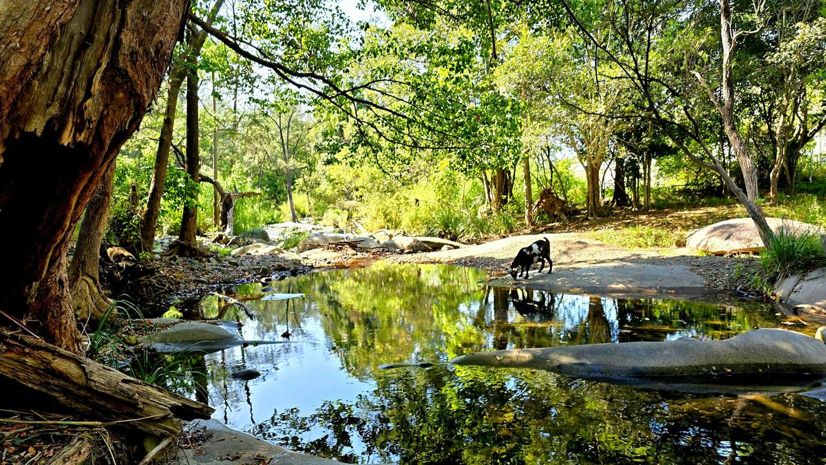 The South Pine River is a tranquil space to relax beside or explore when staying at Fig Tree Farm.