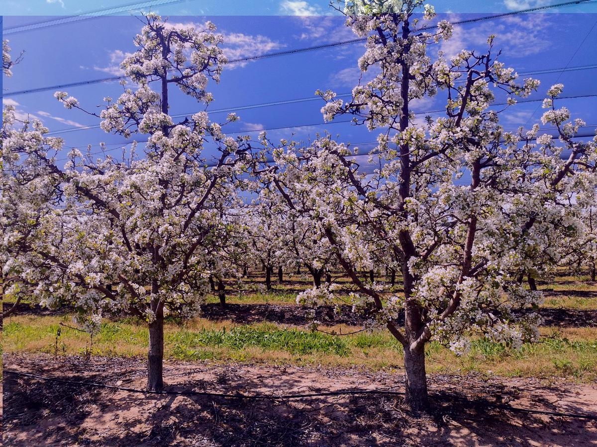 Apple blossoms
