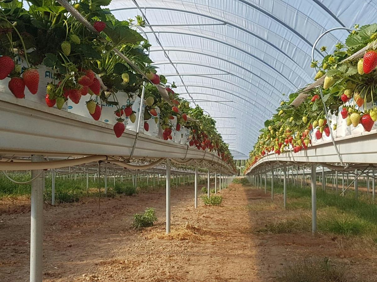 Hydroponic polytunnels