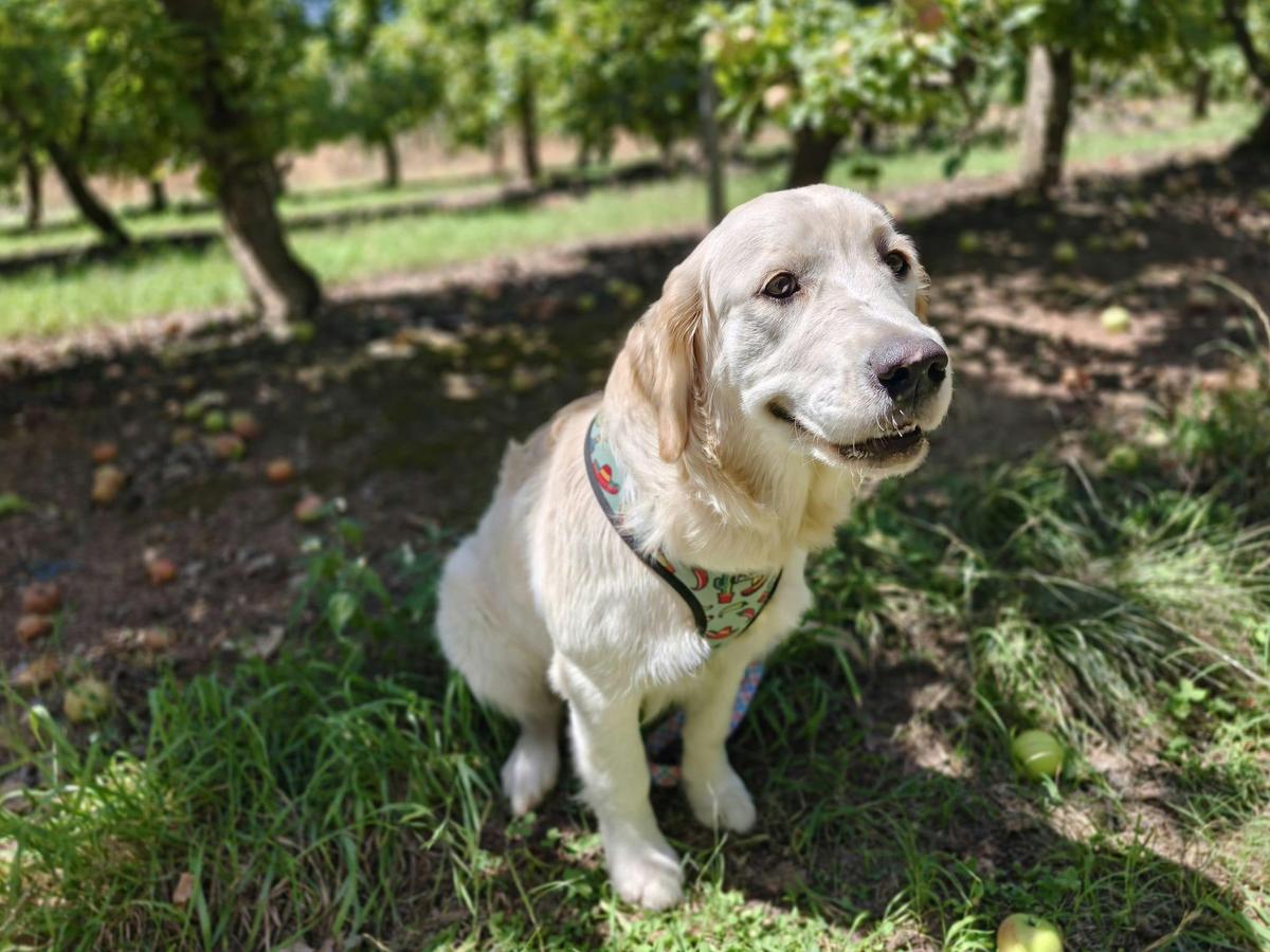 A golden retriver puppy enjoys the apple trees
