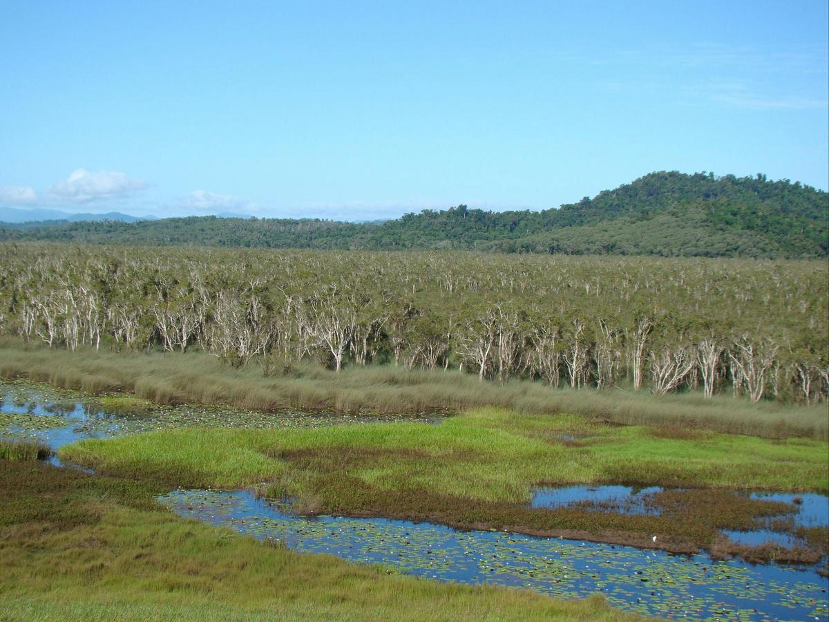 Paperbark swamp , Eubenangee Swamp National Park