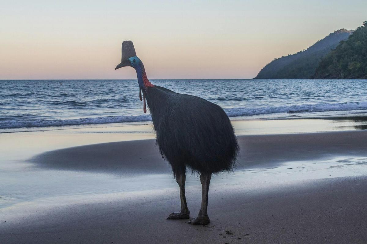 Cassowary in the beach