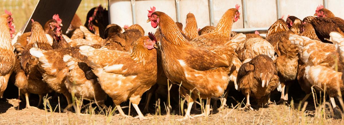 9Dorf Farms- Laying Hens
