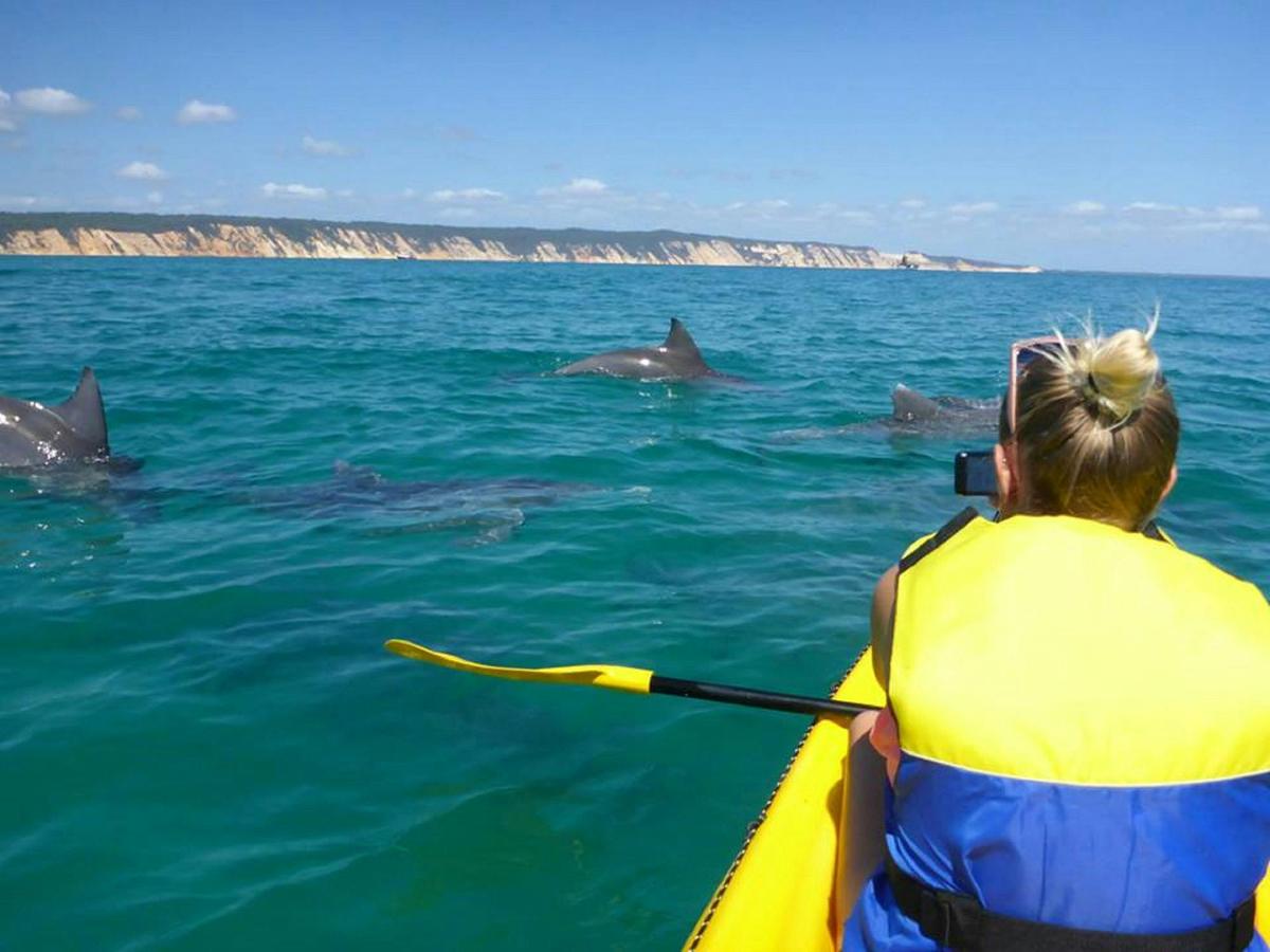 spotting dolphins ocean kayak tour