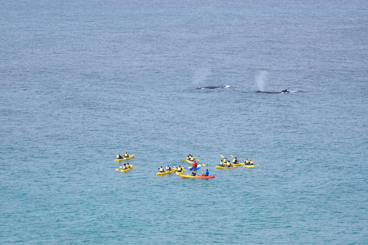 Noosa Whale Watching Ocean Kayaking & Beach 4X4 Tour