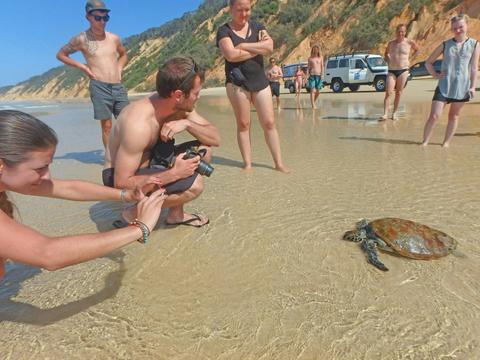 Stand Up Paddle Wildlife & Beach 4X4 Day Trip - Noosa