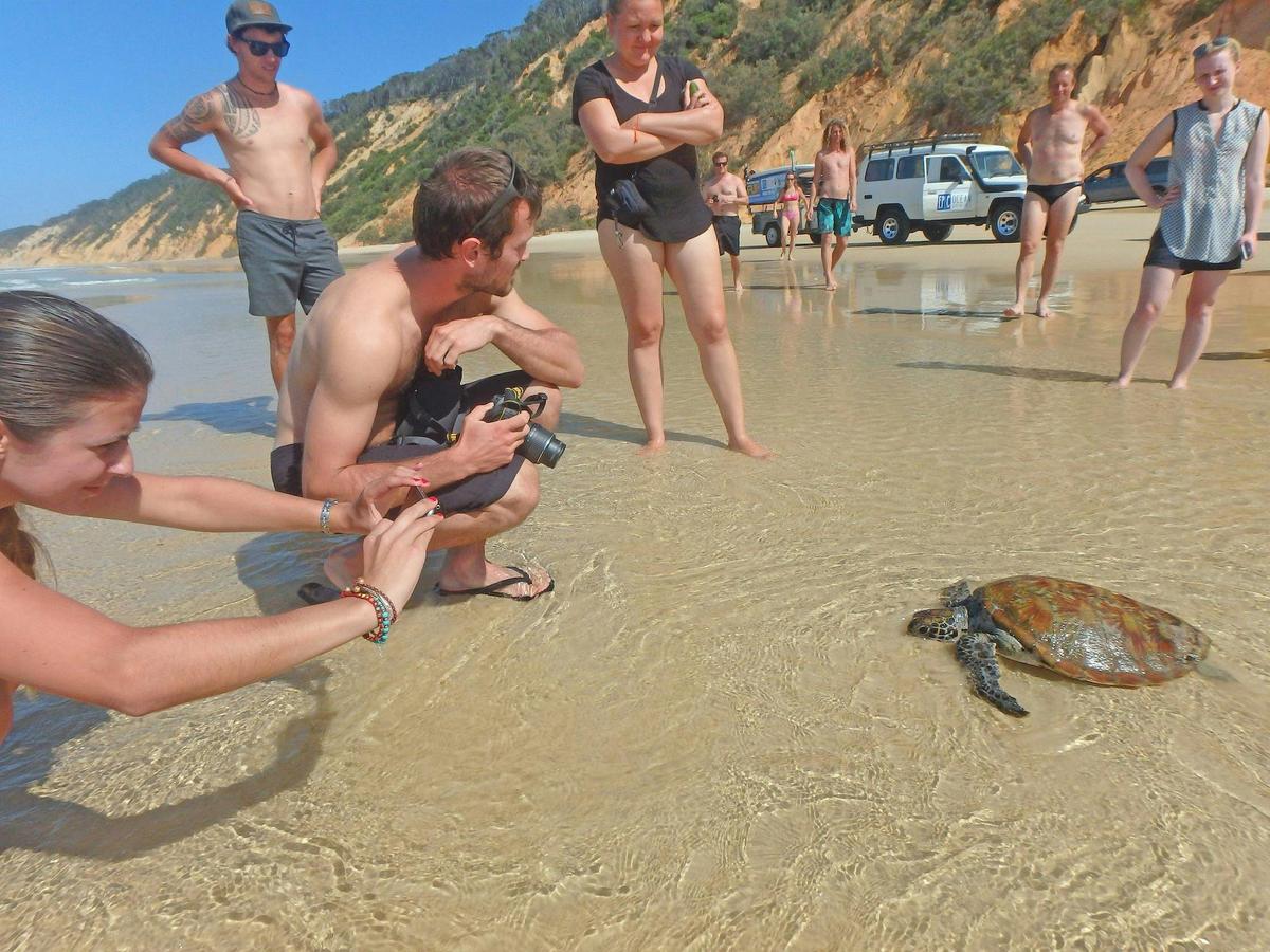 Stand Up Paddle Wildlife & Beach 4X4 Day Trip - Noosa