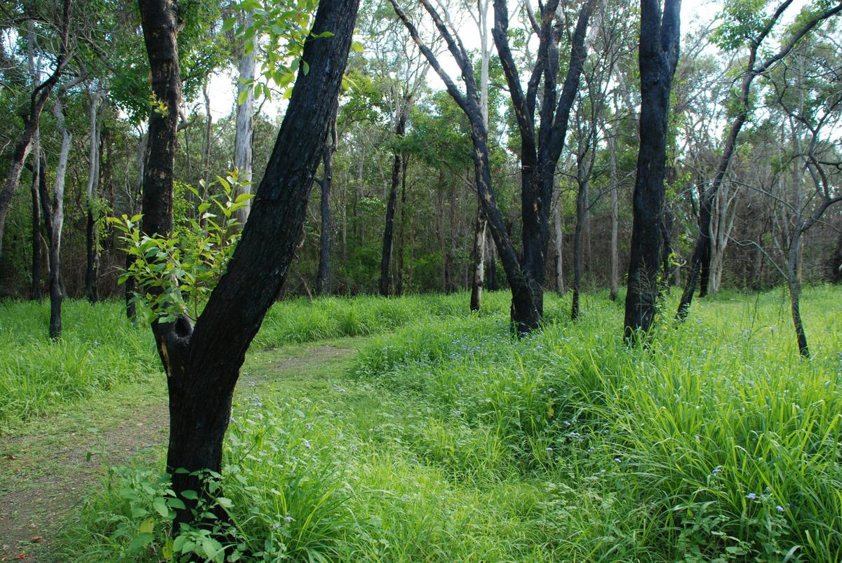 Fay Smith Wetlands walking trail