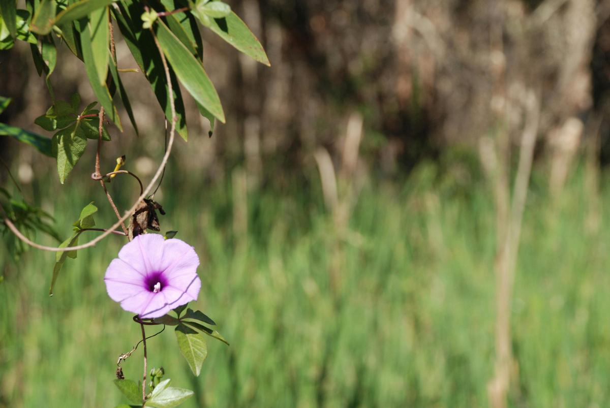 Fay Smith Wetlands flower power