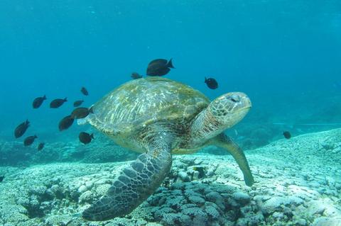 Flinders Reef Dive Site