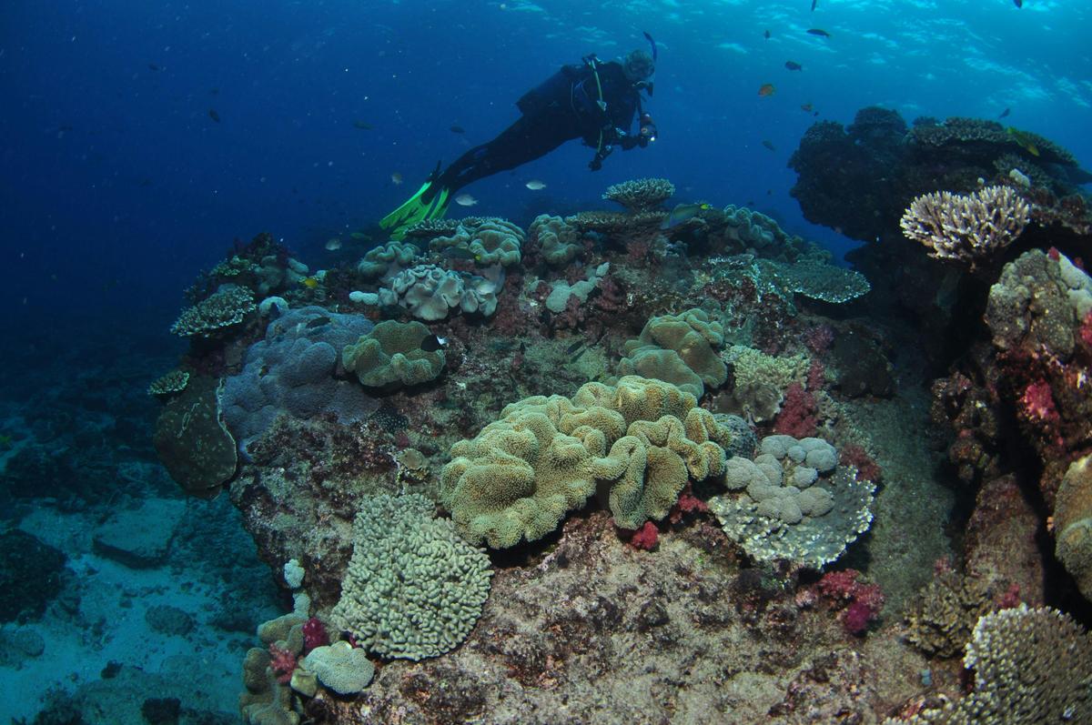 Flinders Reef