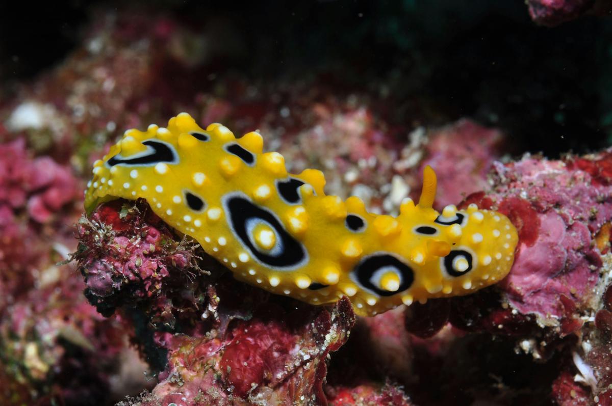 Flinders Reef