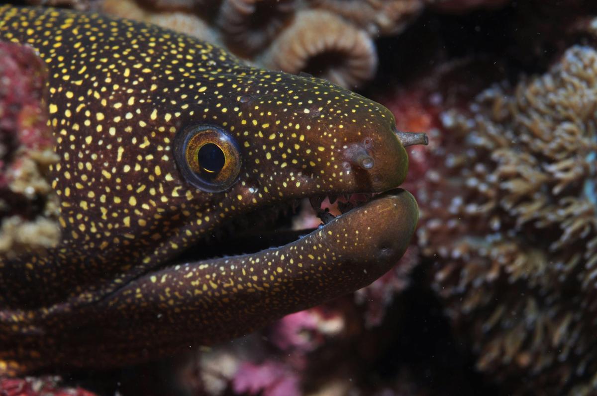 Flinders Reef