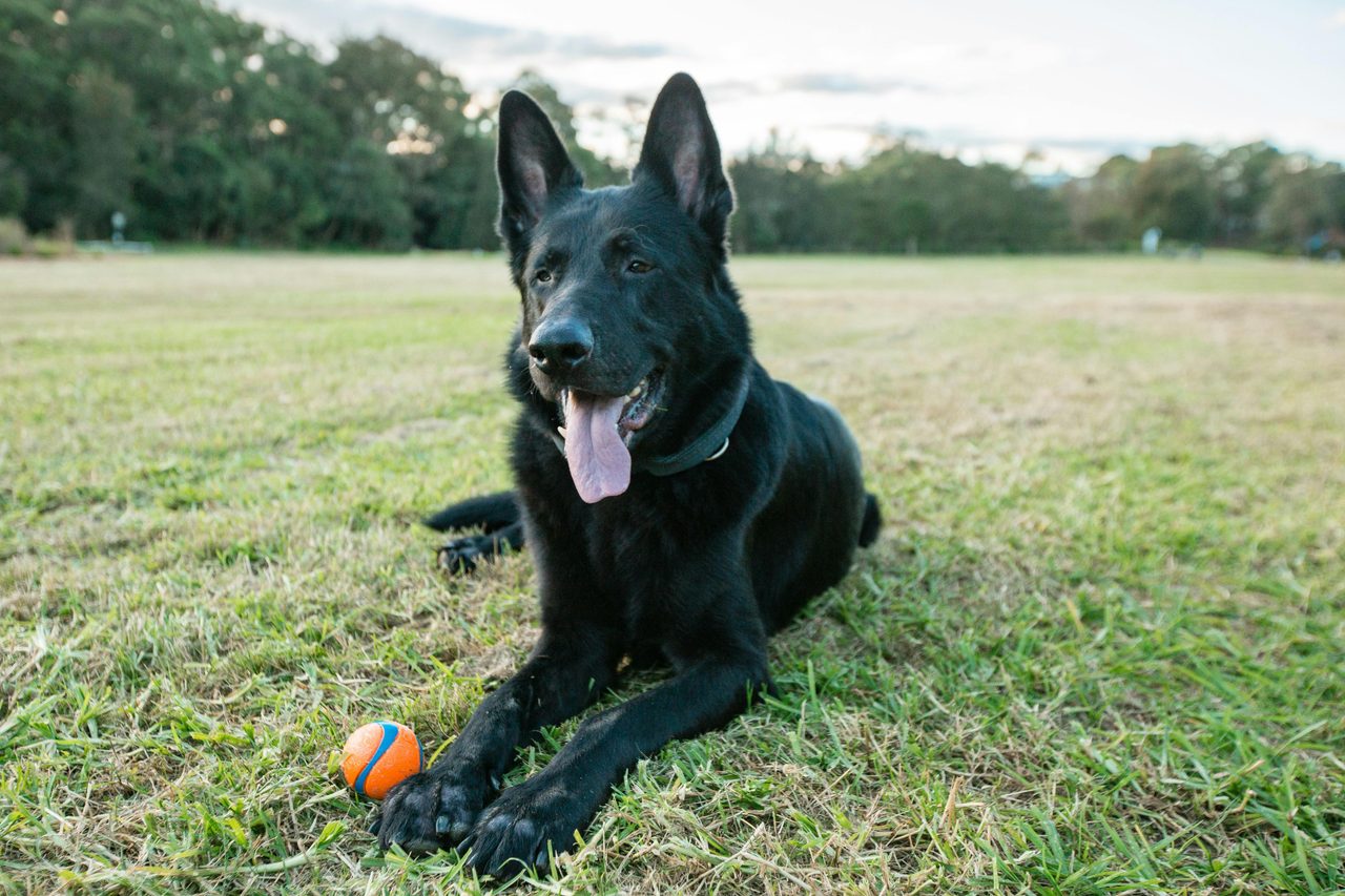 Ceaser enjoying playtime at Moore Reserve