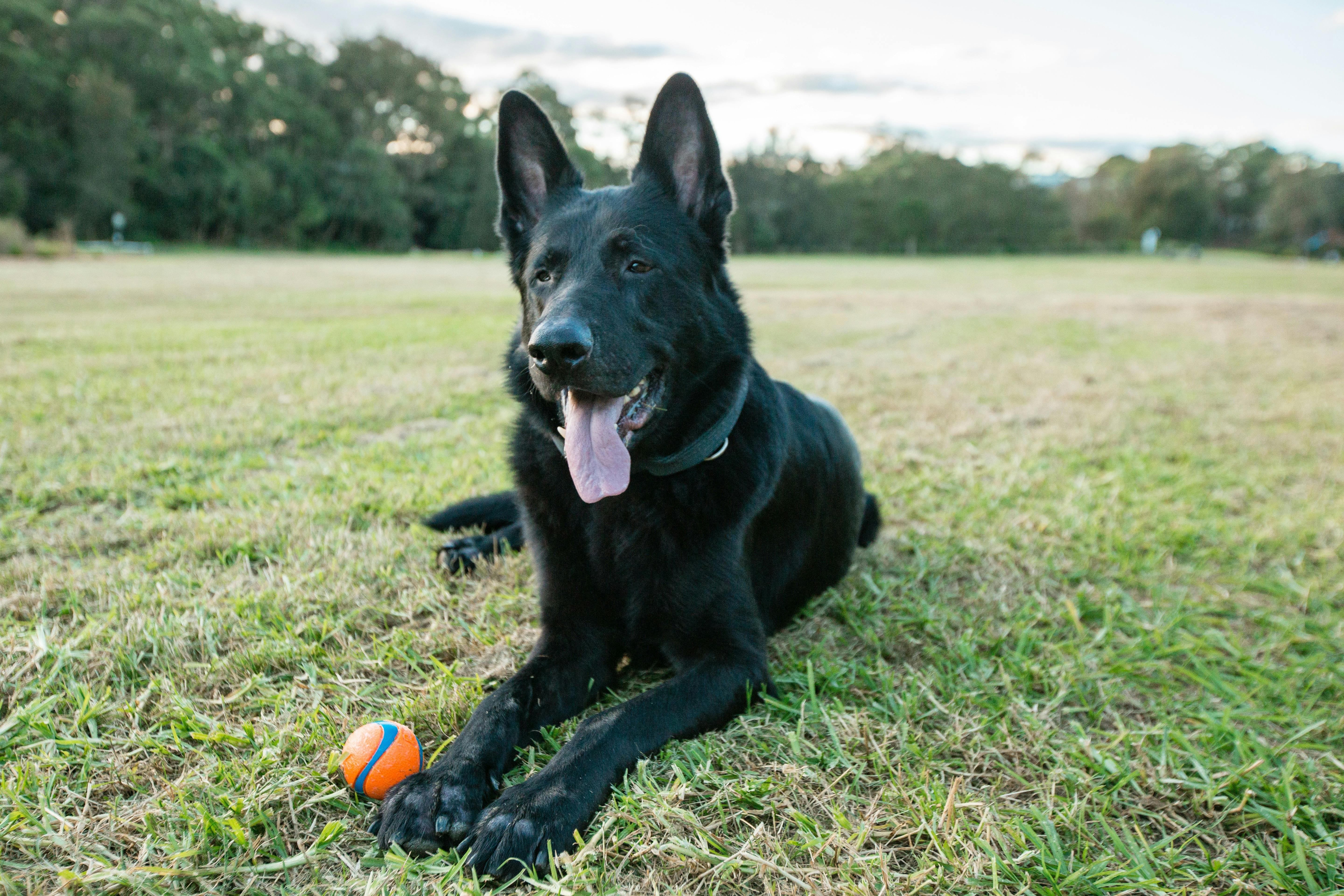 Ceaser enjoying playtime at Moore Reserve
