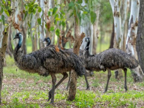 Fraser Coast Wildlife Sanctuary Inc.