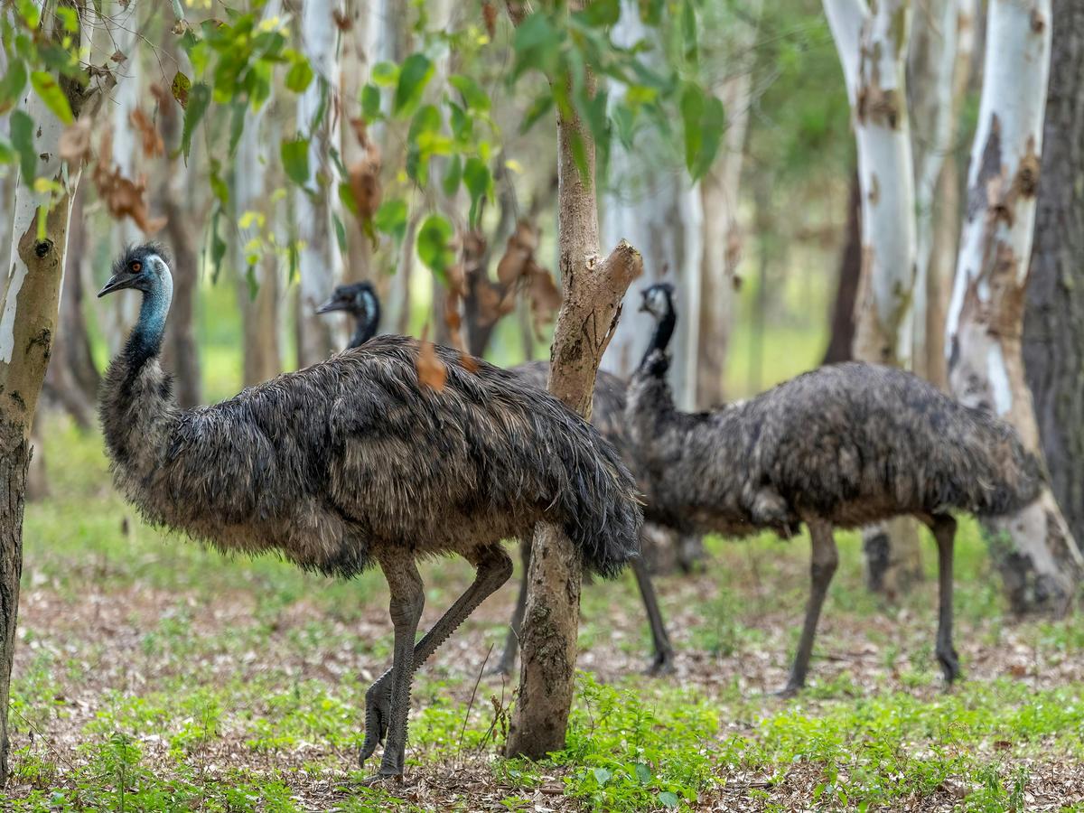 Emus