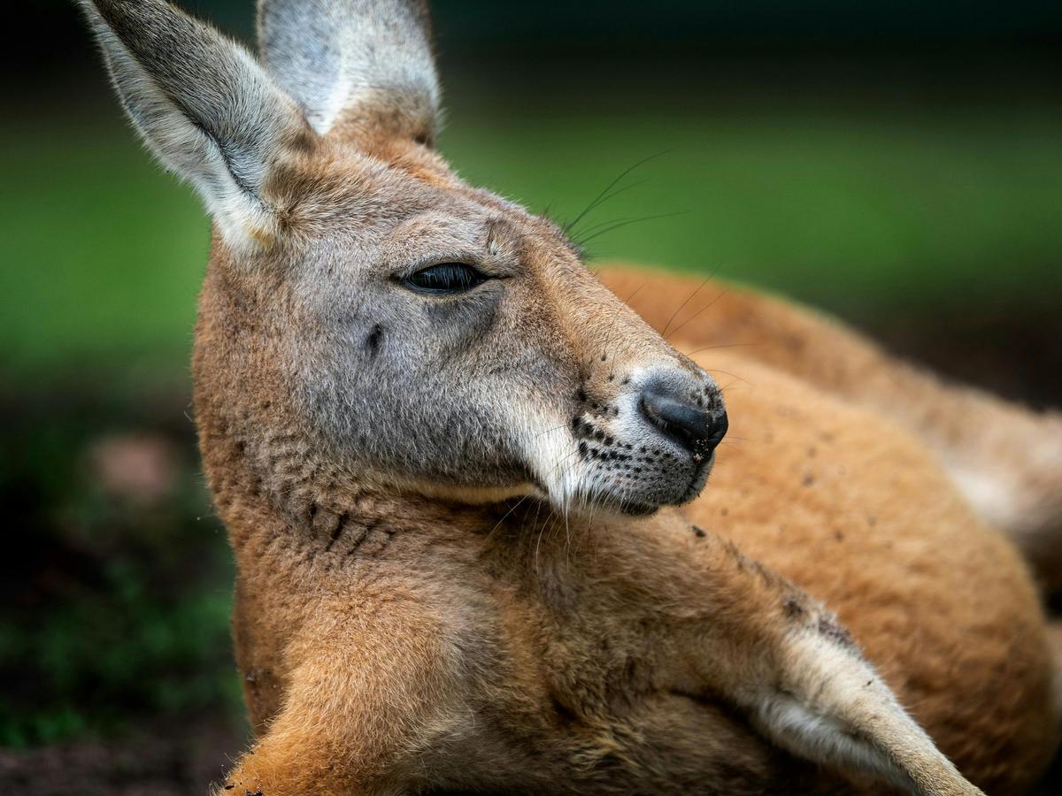 Marlu, The Red Kangaroo