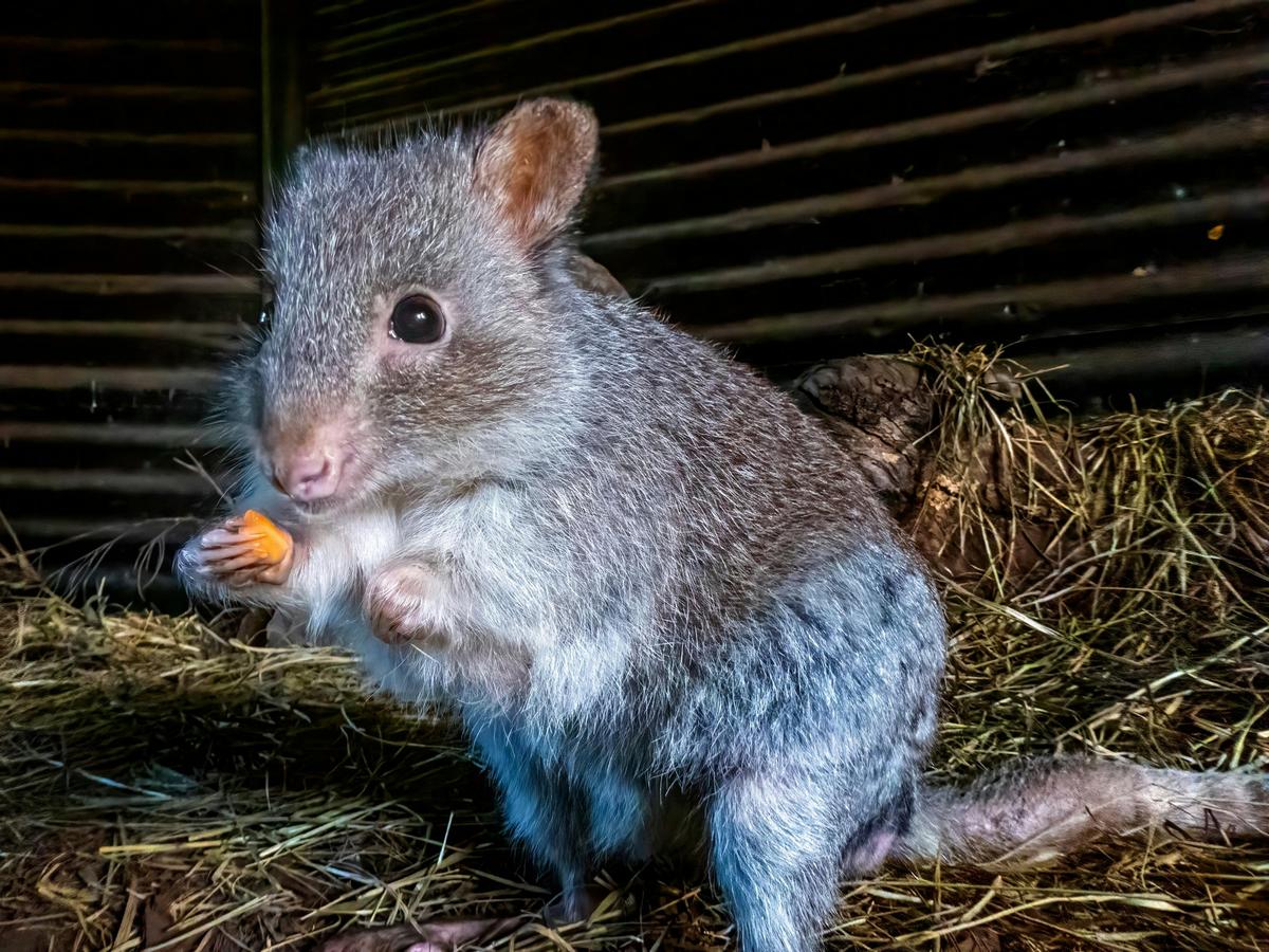 Bettong