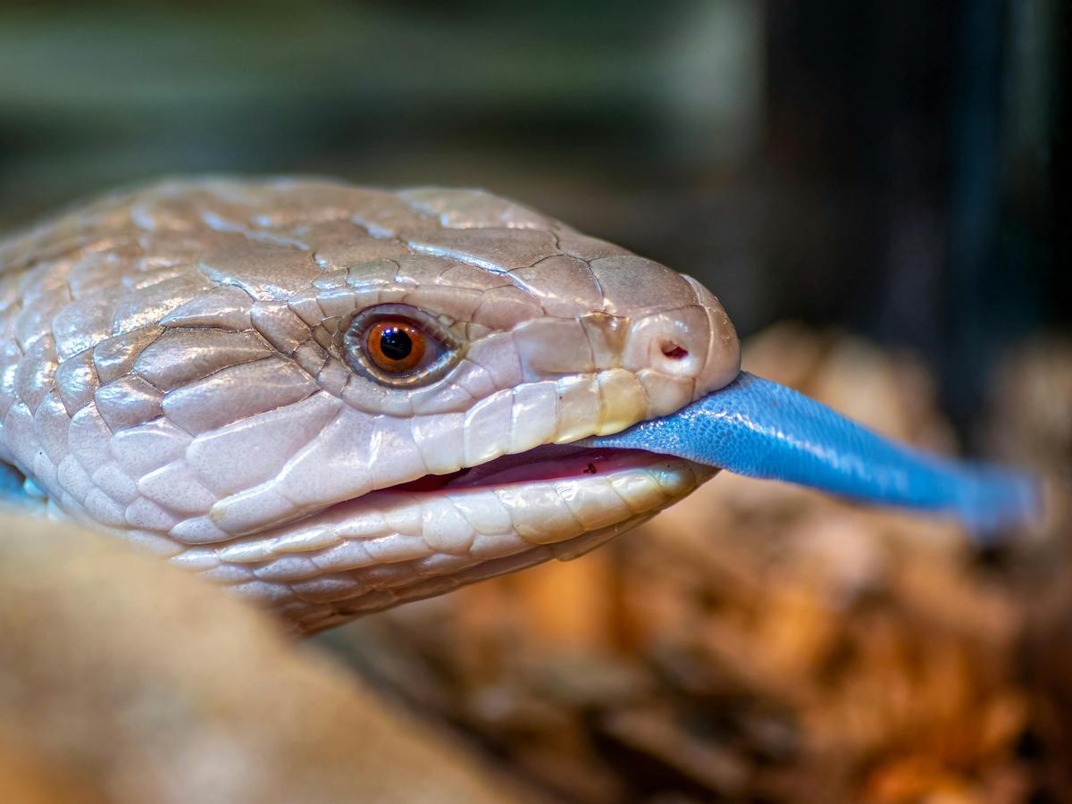 Blue tongued Lizard