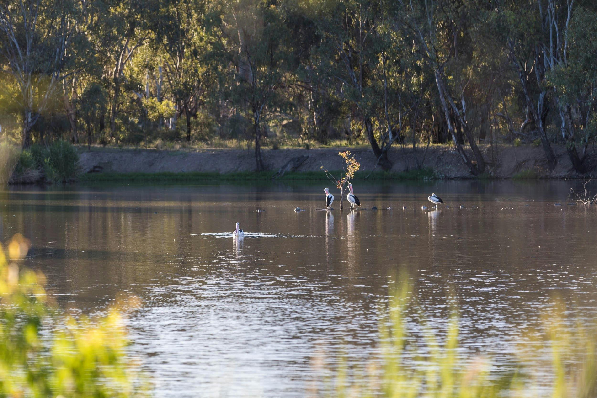 Pelicans at Narrandera wetlands