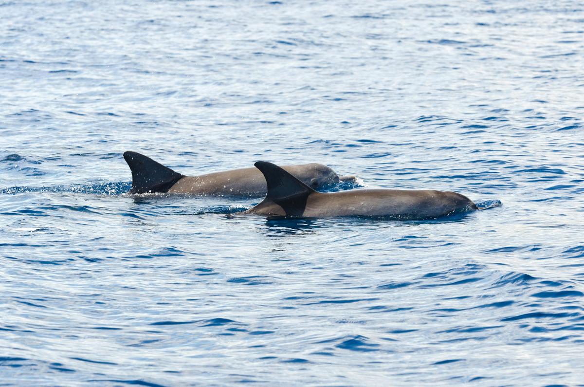 Dolphin Tours