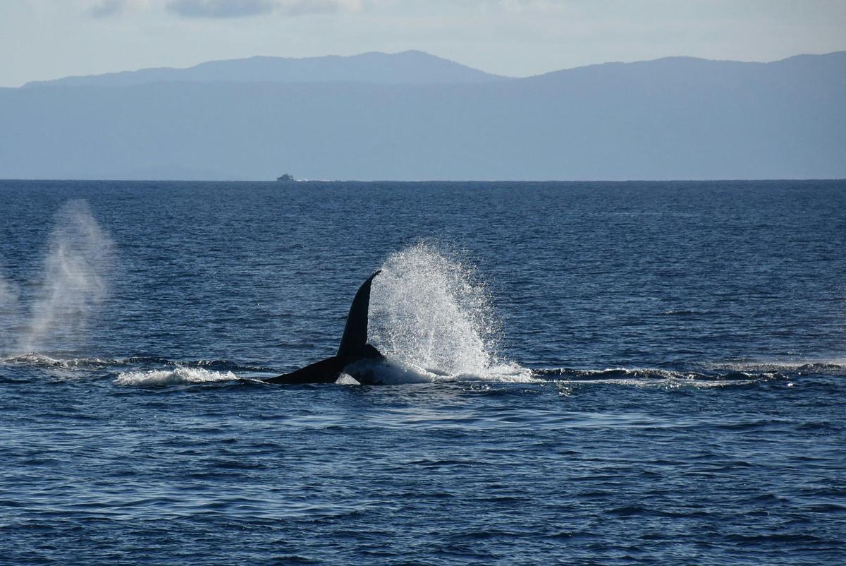 Whale Watching Tours Cairns