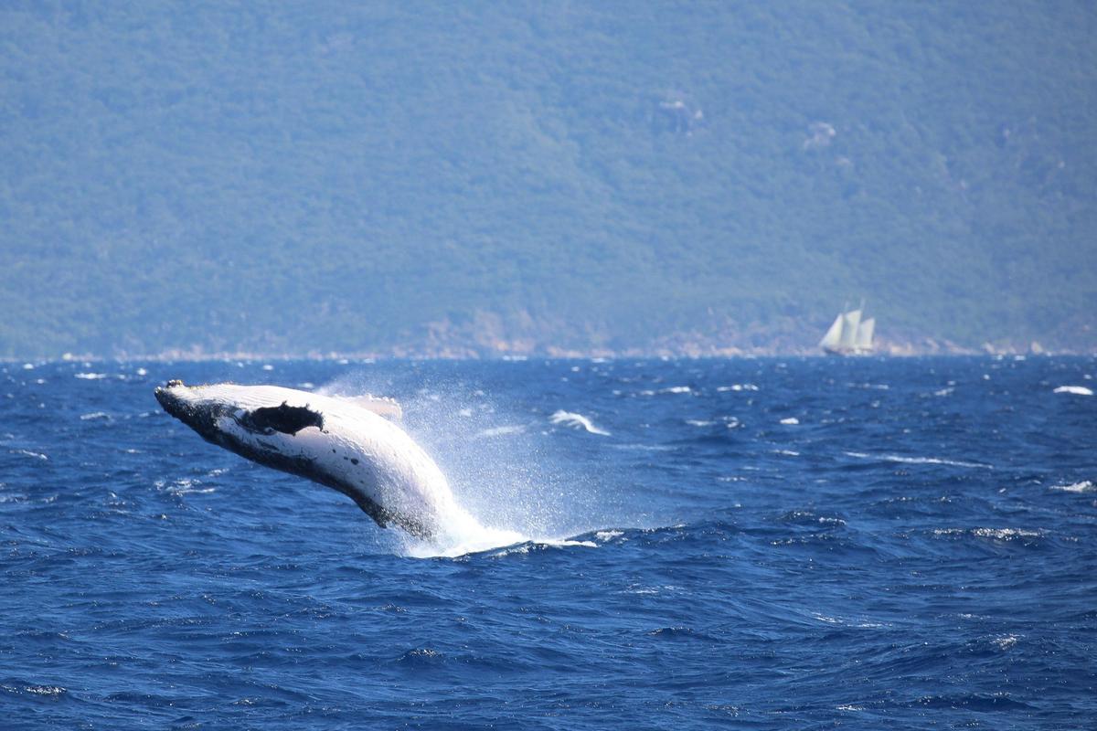 Whale Watching Tours Cairns