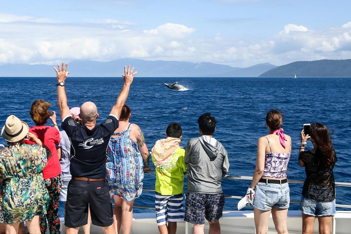 Whale Watching Tours Cairns
