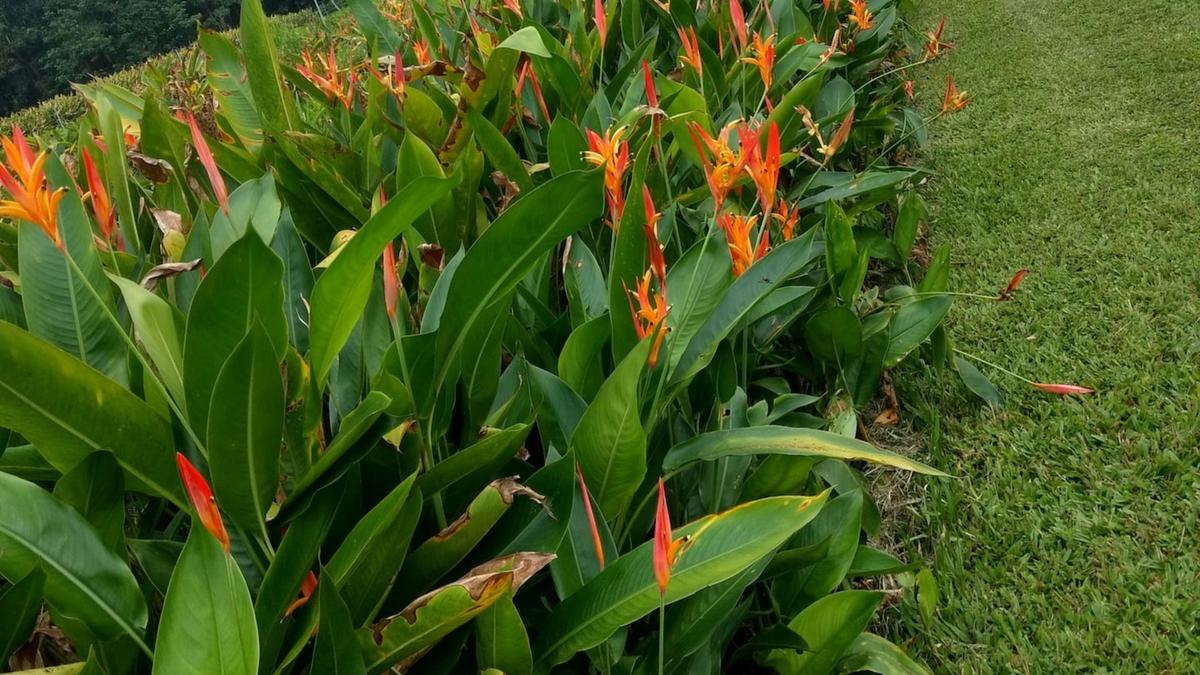 Fnq blooms