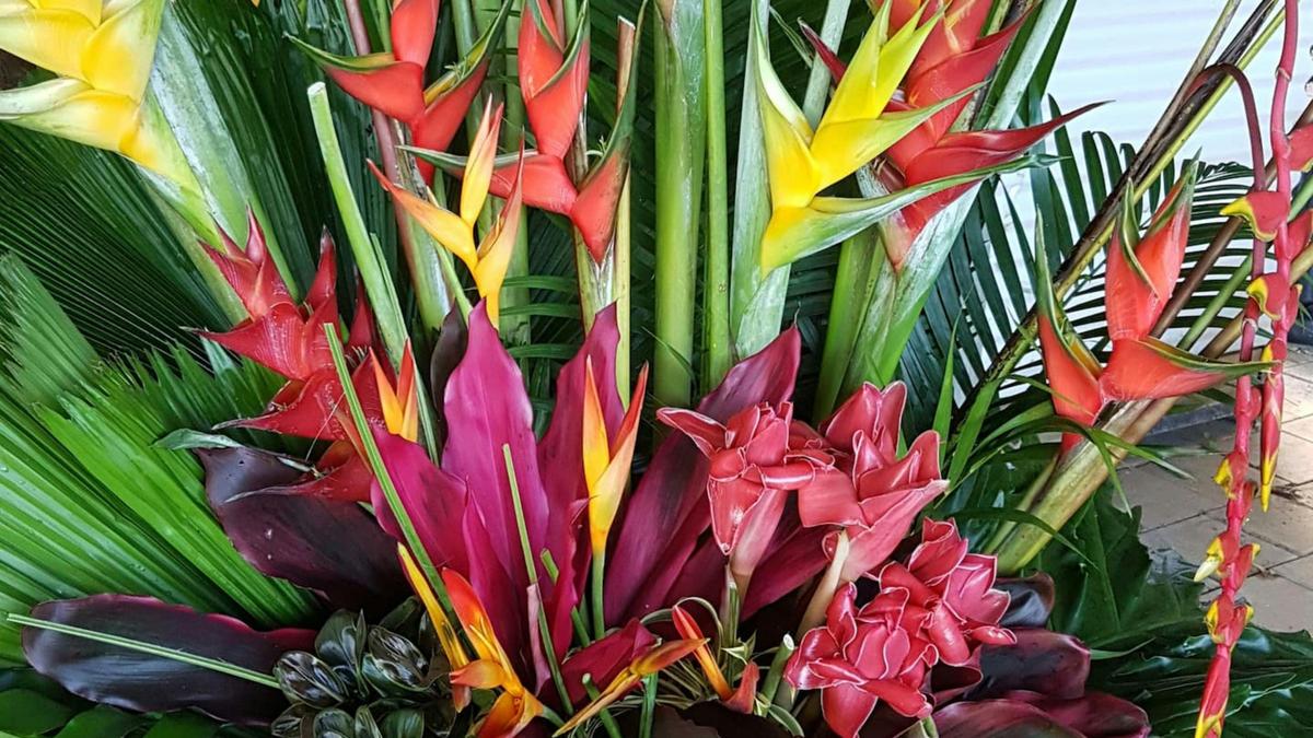 Fnq blooms