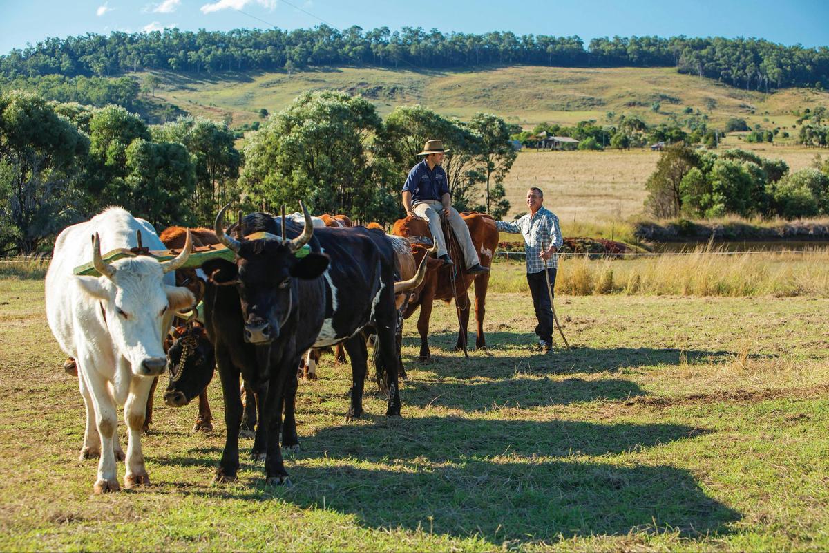 Gayndah