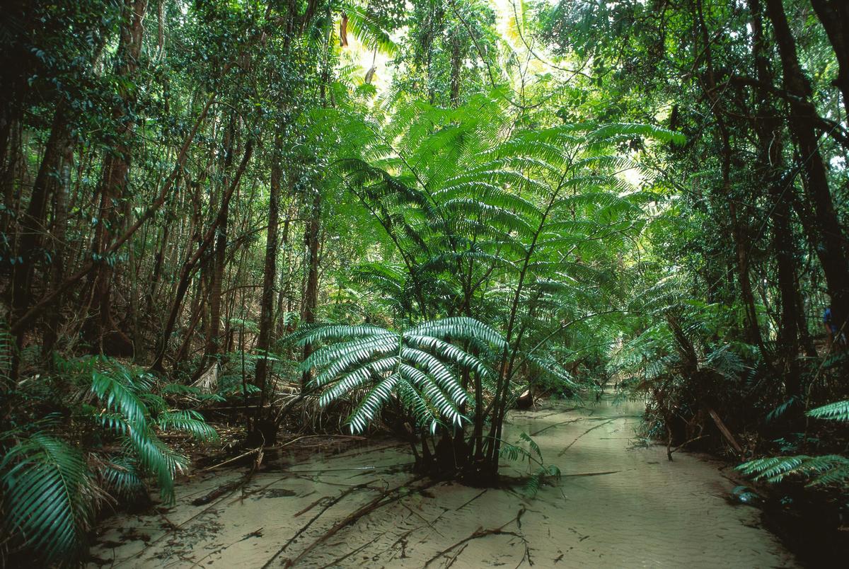 Rainforest