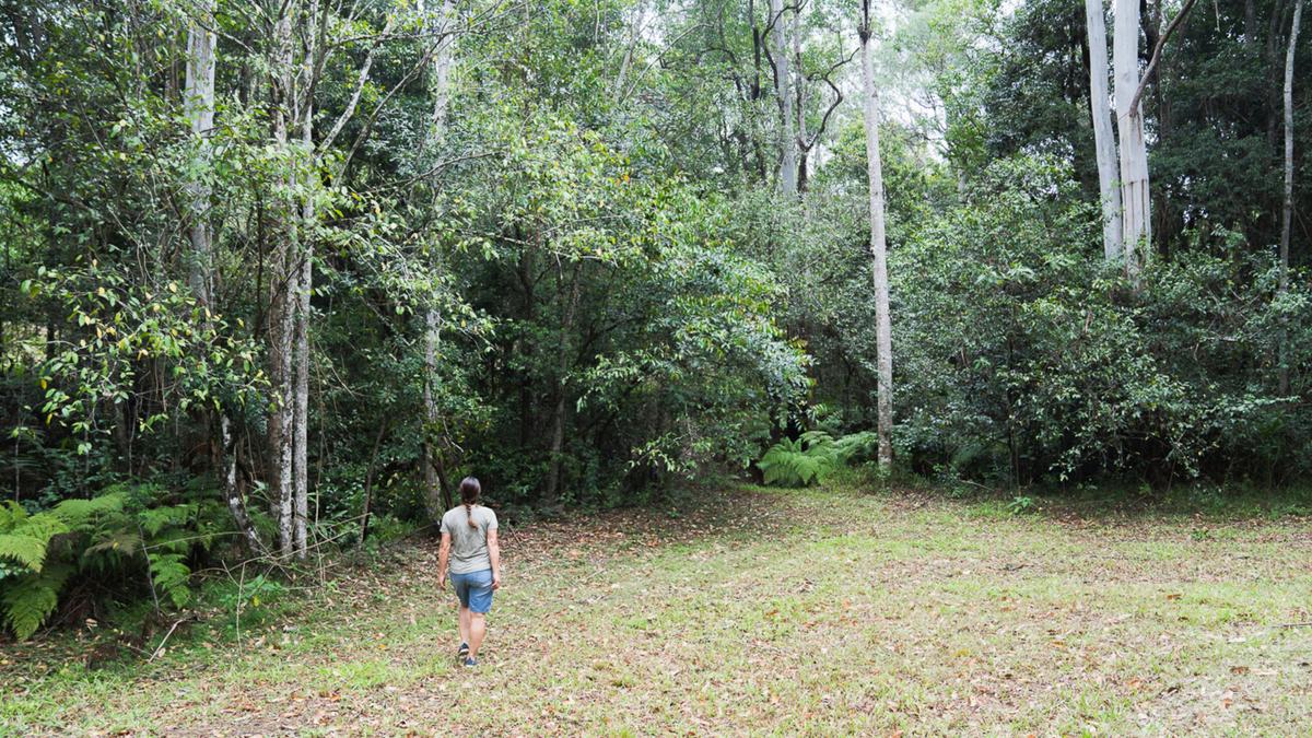 Forest Haven