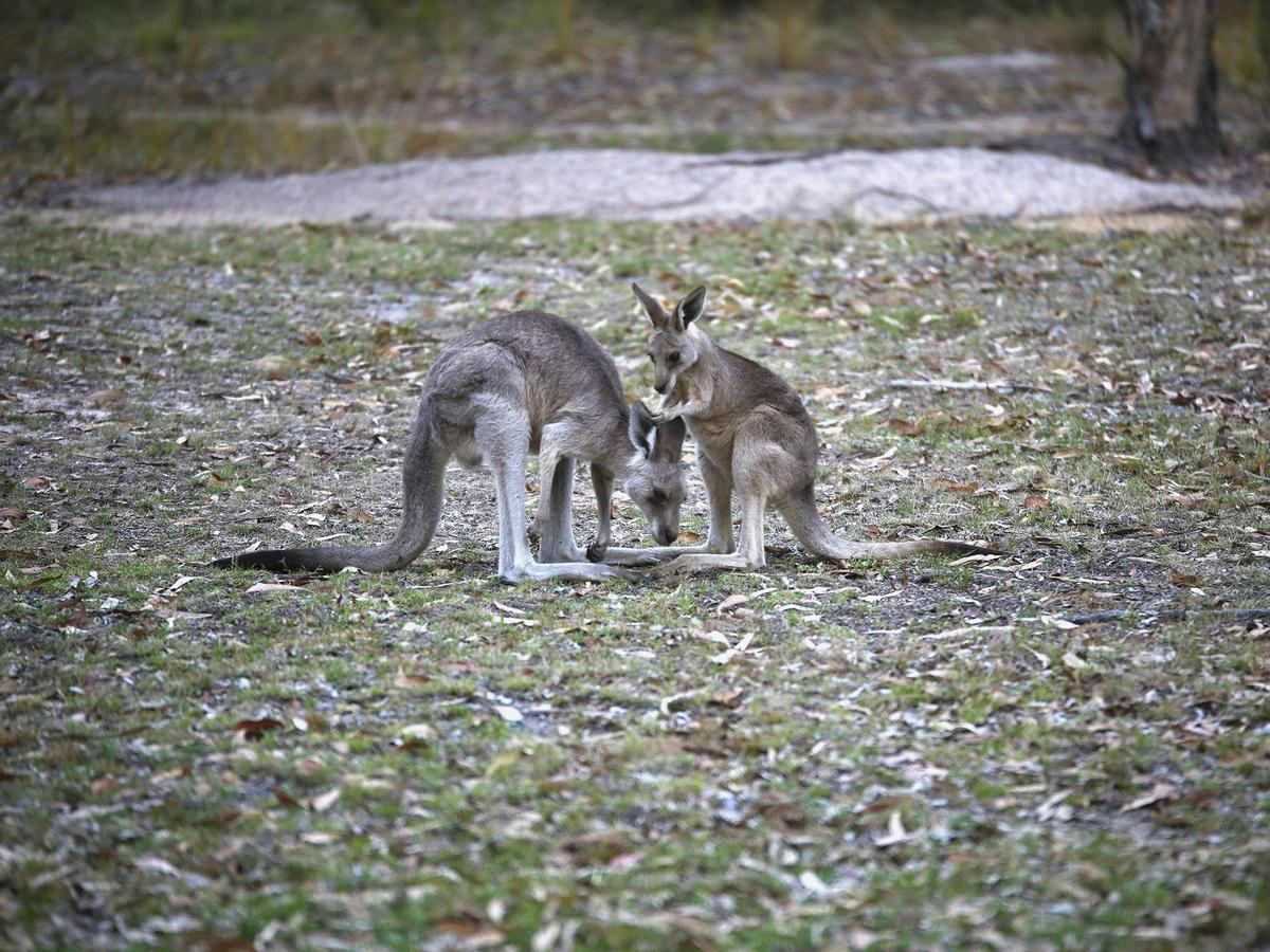 Eastern grey kangaroos graze in open areas around Castle Rock camping area.