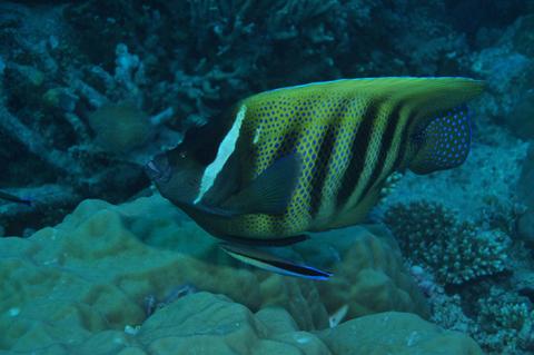 Frankland Islands Dive Site