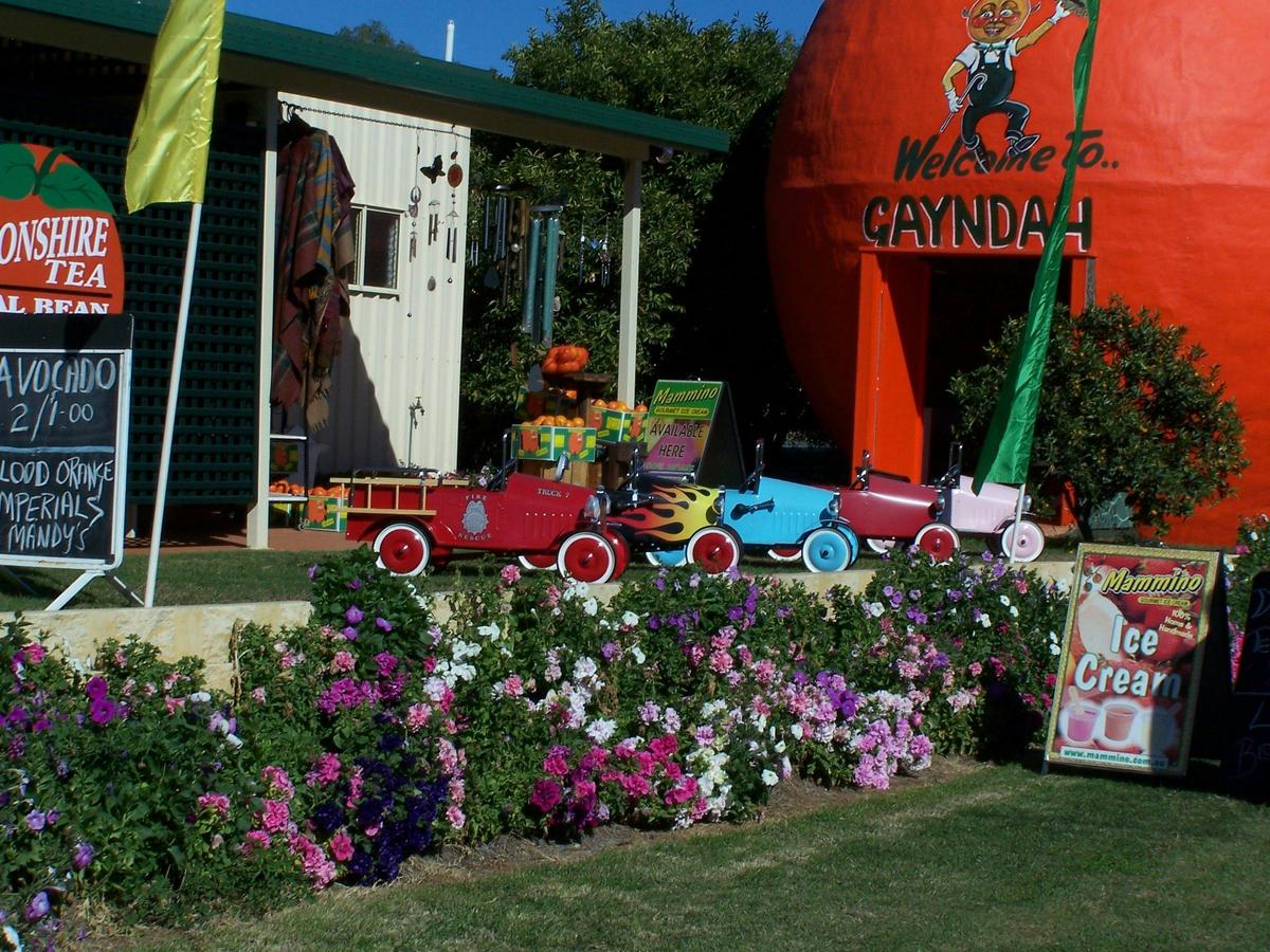 Big Orange, Gayndah