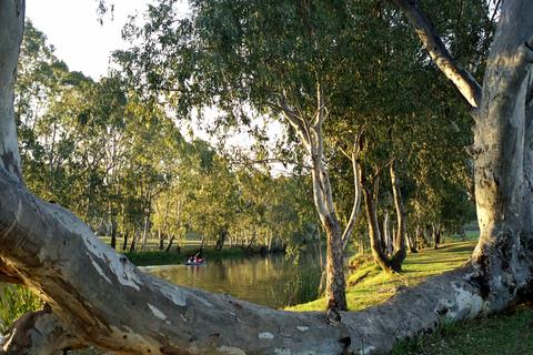 Goomburra
